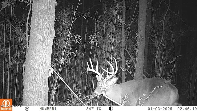 $97,500 | 35-ac Bethel Church Road, Grenada, MS 38901