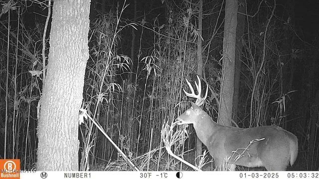 $97,500 | 35-ac Bethel Church Road, Grenada, MS 38901