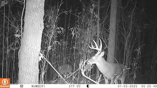 $97,500 | 35-ac Bethel Church Road, Grenada, MS 38901