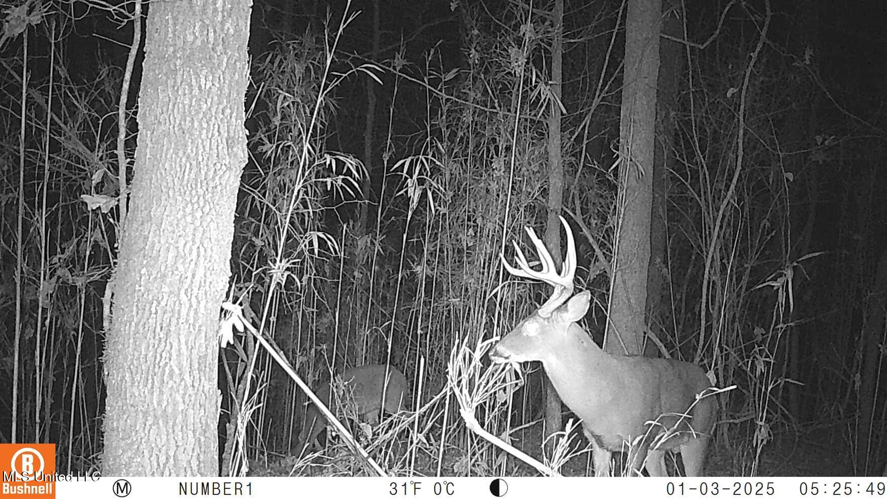 35-ac Bethel Church Road Grenada, MS 38901 - Photo 75 of 86 102_0199