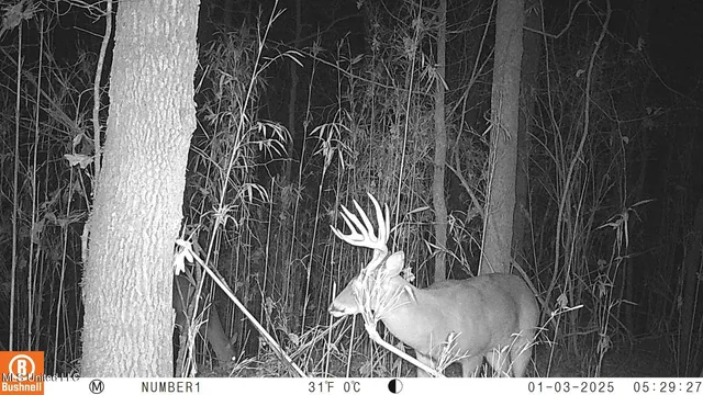 $97,500 | 35-ac Bethel Church Road, Grenada, MS 38901