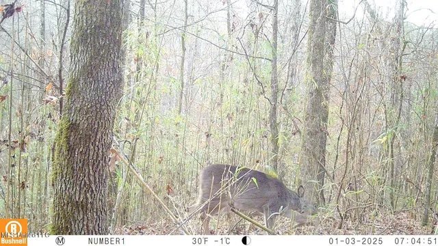 $97,500 | 35-ac Bethel Church Road, Grenada, MS 38901