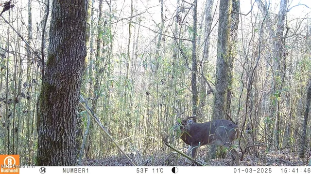 $97,500 | 35-ac Bethel Church Road, Grenada, MS 38901