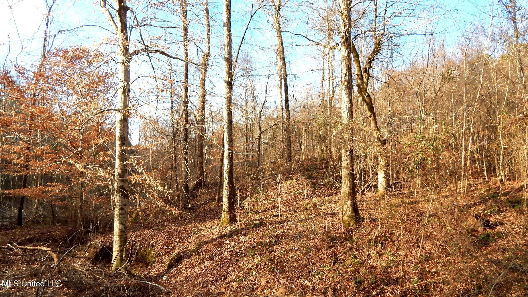 35-ac Bethel Church Road Grenada, MS 38901 - Photo 8 of 86 DSCN6446