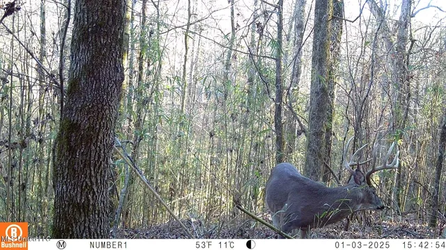 $97,500 | 35-ac Bethel Church Road, Grenada, MS 38901