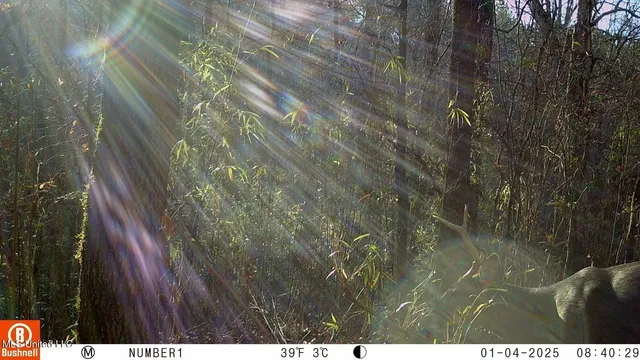 $97,500 | 35-ac Bethel Church Road, Grenada, MS 38901