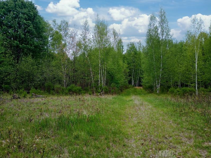 58-acres Northeast County Line Road Coleman, MI 48618 - Photo 14 of 45