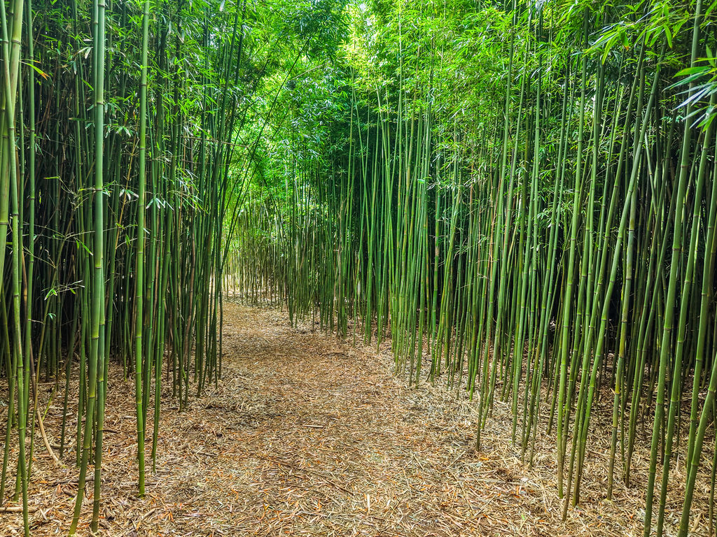 1444 East Kuiaha Road Haiku, HI 96708 - Photo 27 of 29 a view of backyard with green space