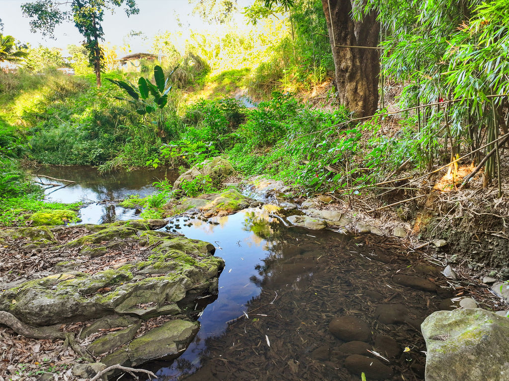 1444 East Kuiaha Road Haiku, HI 96708 - Photo 28 of 29 a picture of some plants