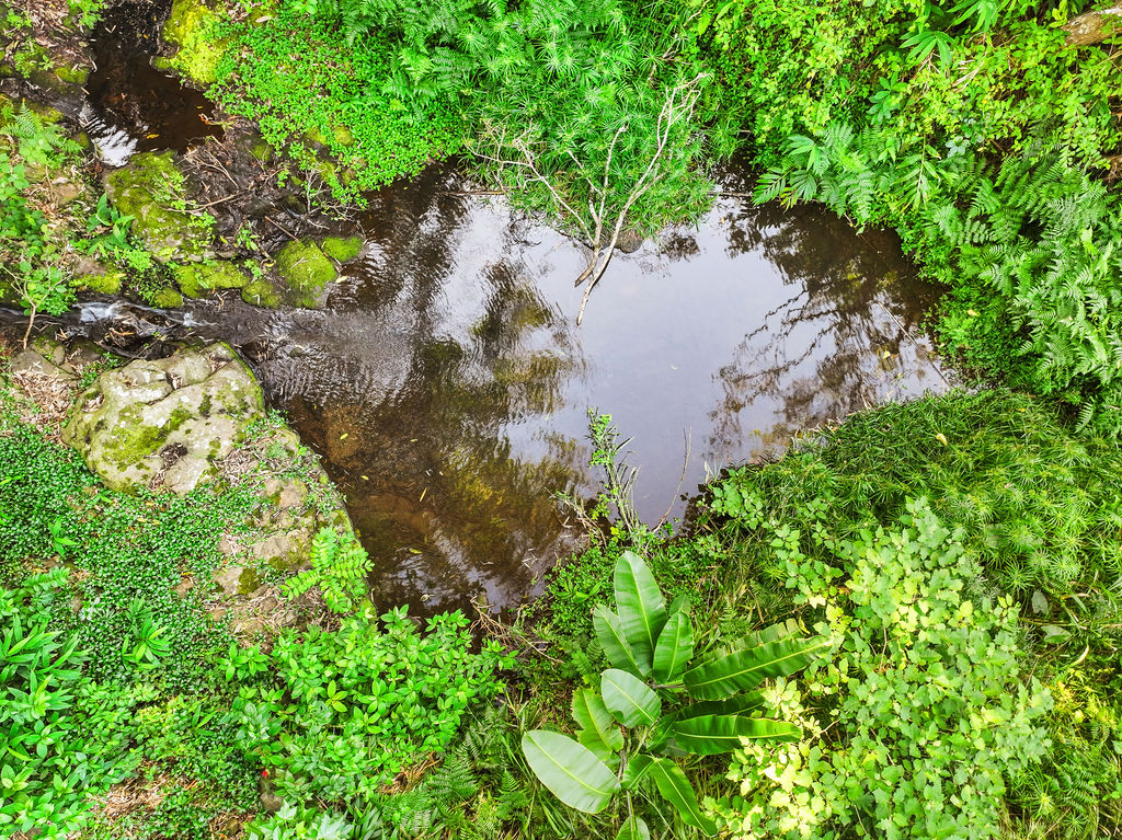 1444 East Kuiaha Road Haiku, HI 96708 - Photo 29 of 29 a plant view in yard