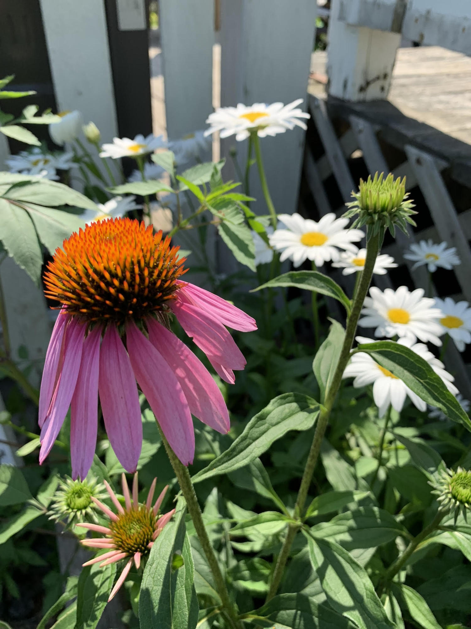 89 Groveside Road Portland, ME 04102 - Photo 31 of 34 daisy