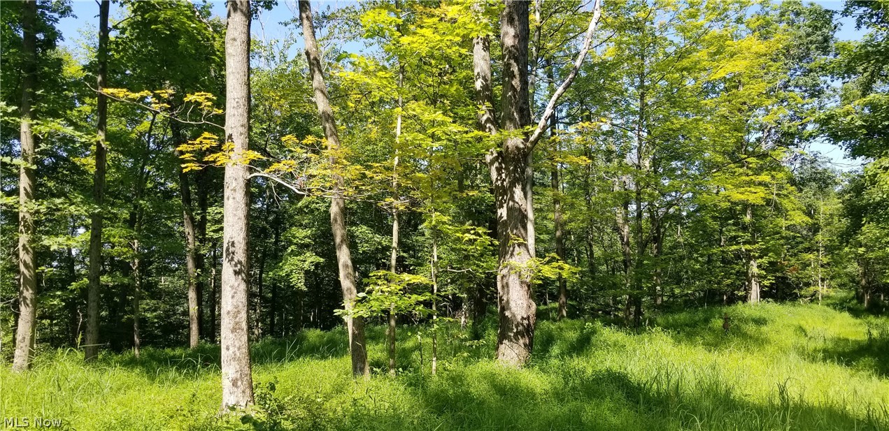 Narrows Road Dresden, OH 43821 - Photo 6 of 35