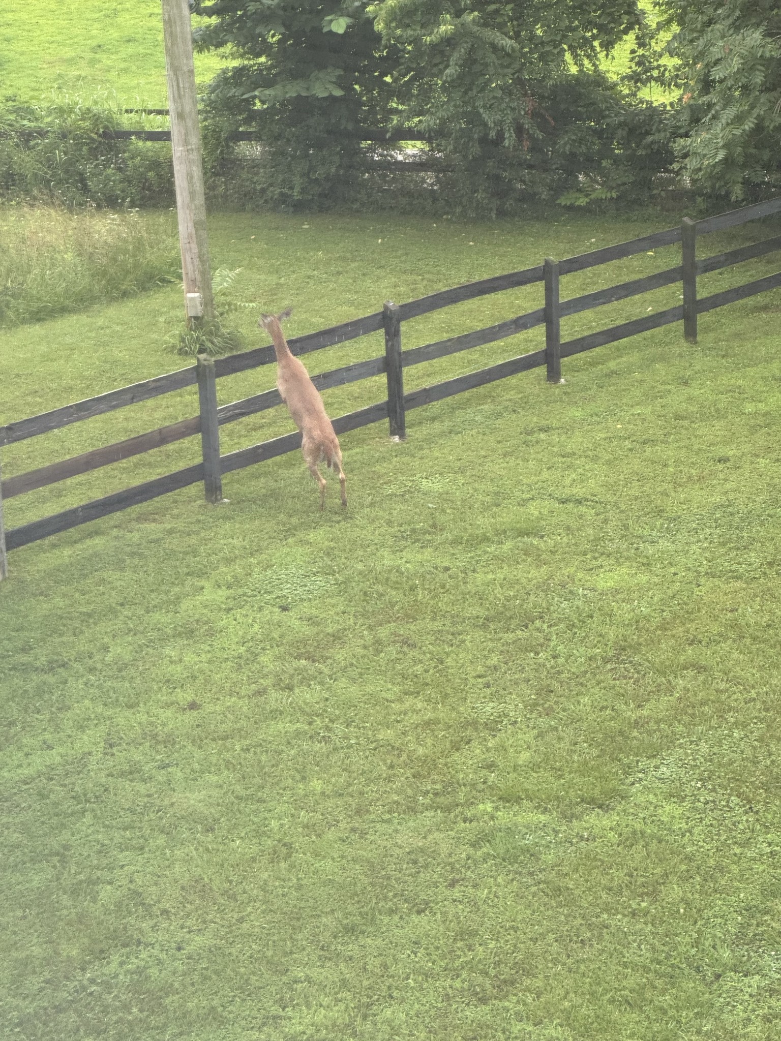 3899 Sadlersville Road Adams, TN 37010 - Photo 25 of 43 Gallery Image 25