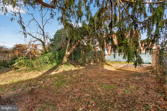 a view of road with large trees