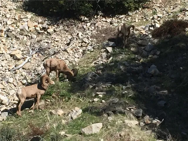 $333,000 | 9112 Torrey Pines Drive, Forest Falls, CA 92339