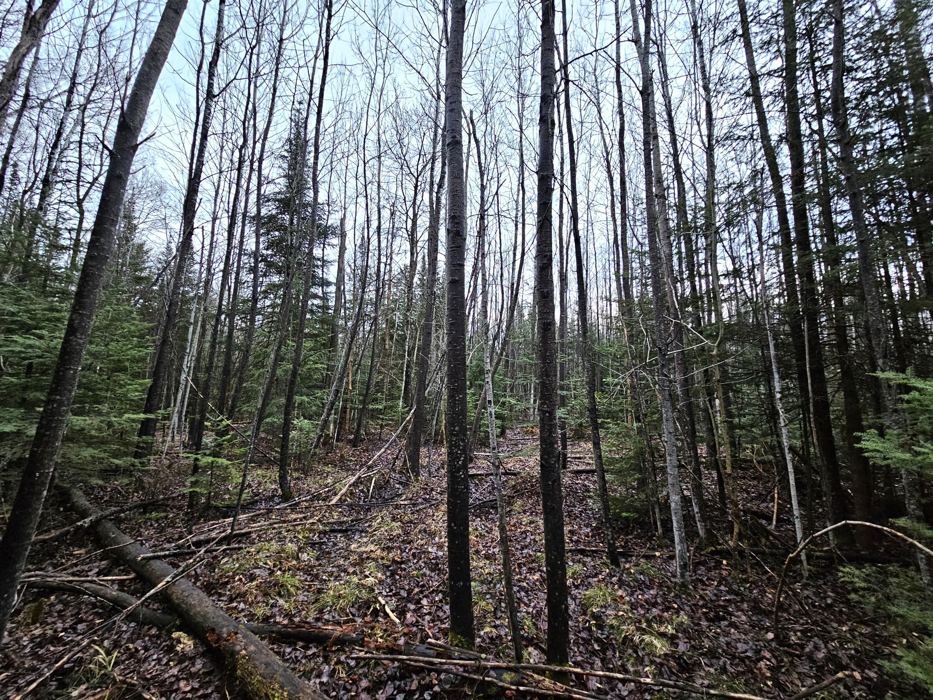 Schramm Road Indian River, MI 49749 - Photo 11 of 14 Gallery Image 11