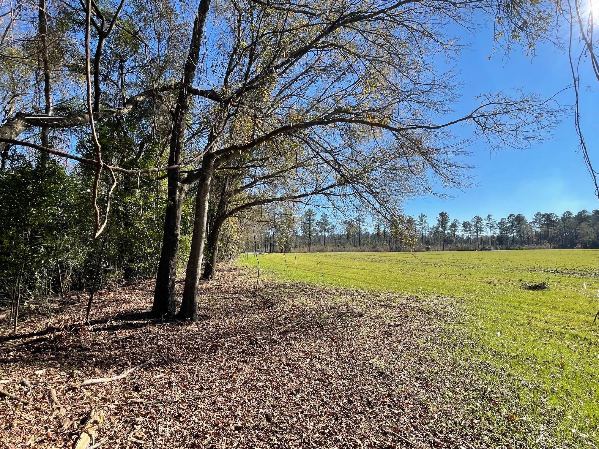 3 Old Wiggins Road Holly Hill, SC 29059 - Photo 4 of 4 IMG_3327
