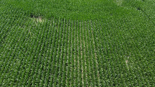 $799,900 | 20664 Allen Road, Manchester, MI 48158