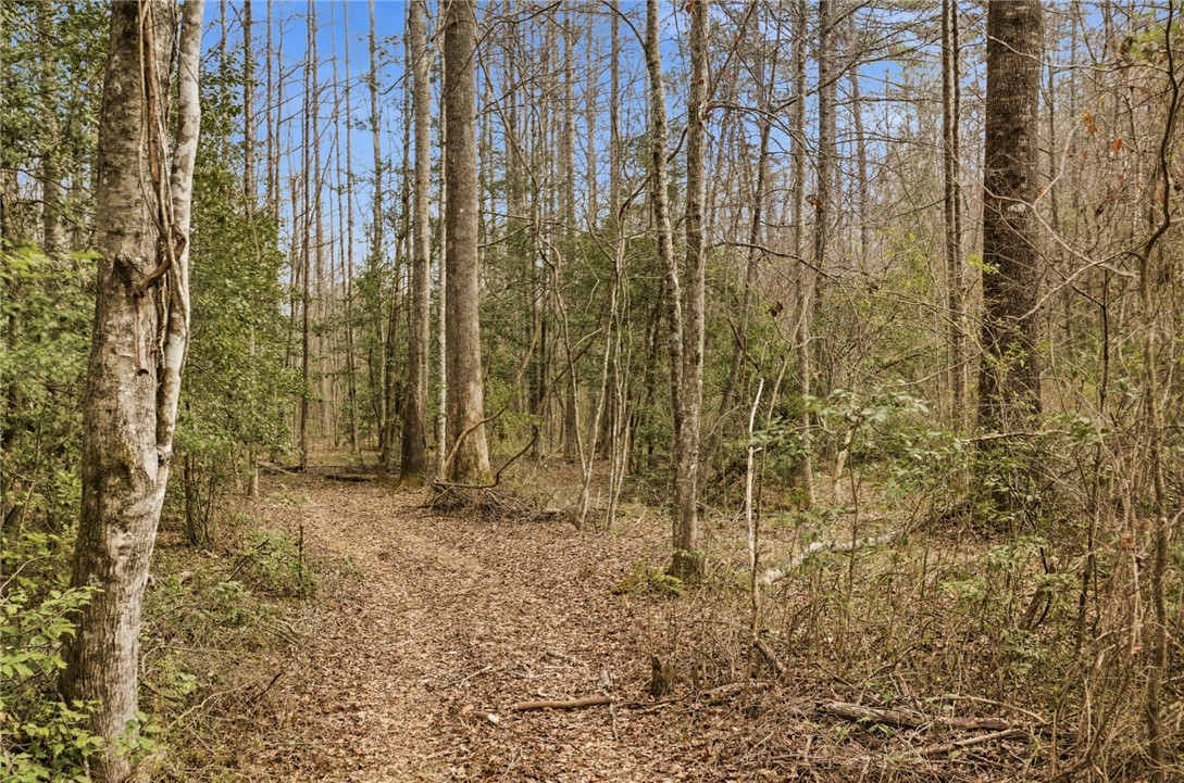 196 Flyroot Trail Pickens, SC 29671 - Photo 37 of 48 This tranquil forest offers a secluded retreat with abundant natural beauty and a peaceful setting.