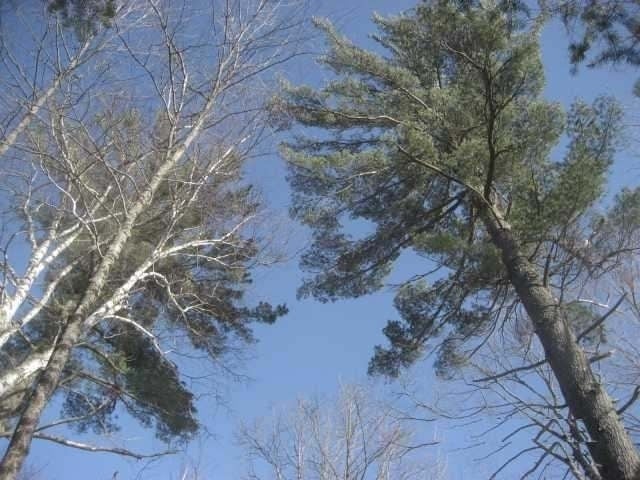 Off Martha Lake Road Mercer, WI 54547 - Photo 11 of 11 Gallery Image 11