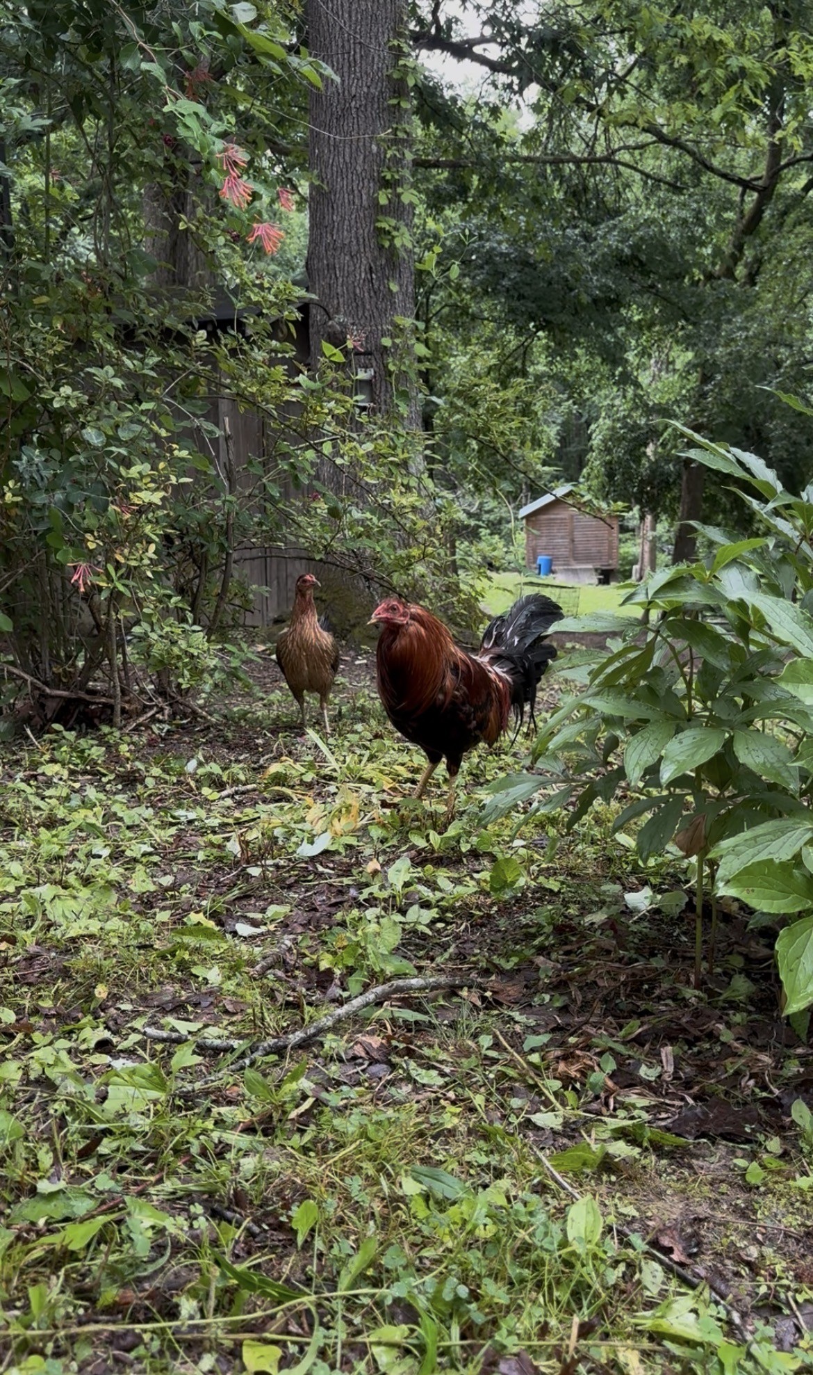5849 Bending Chestnut Road Franklin, TN 37064 - Photo 2 of 34