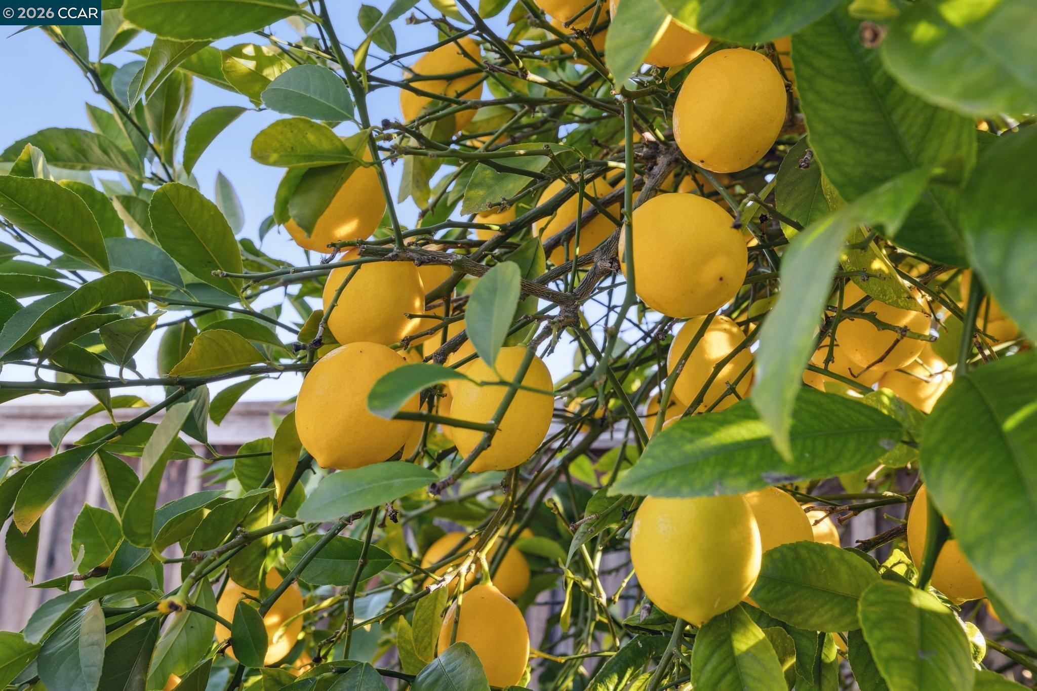 1211 Larch Avenue Moraga, CA 94556 - Photo 47 of 60