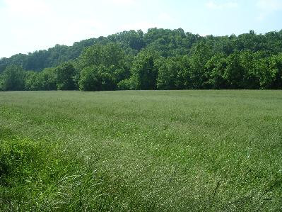 9707 Camp Daniel Boone Road Lexington, KY 40515 - Photo 7 of 37 Photo 7