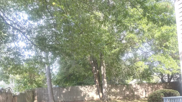 a view of a yard with a tree
