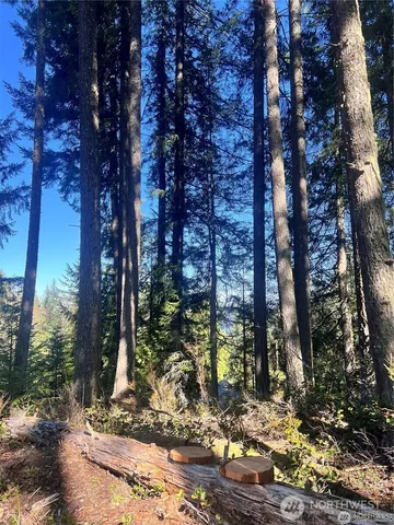 a view of a back yard of the house