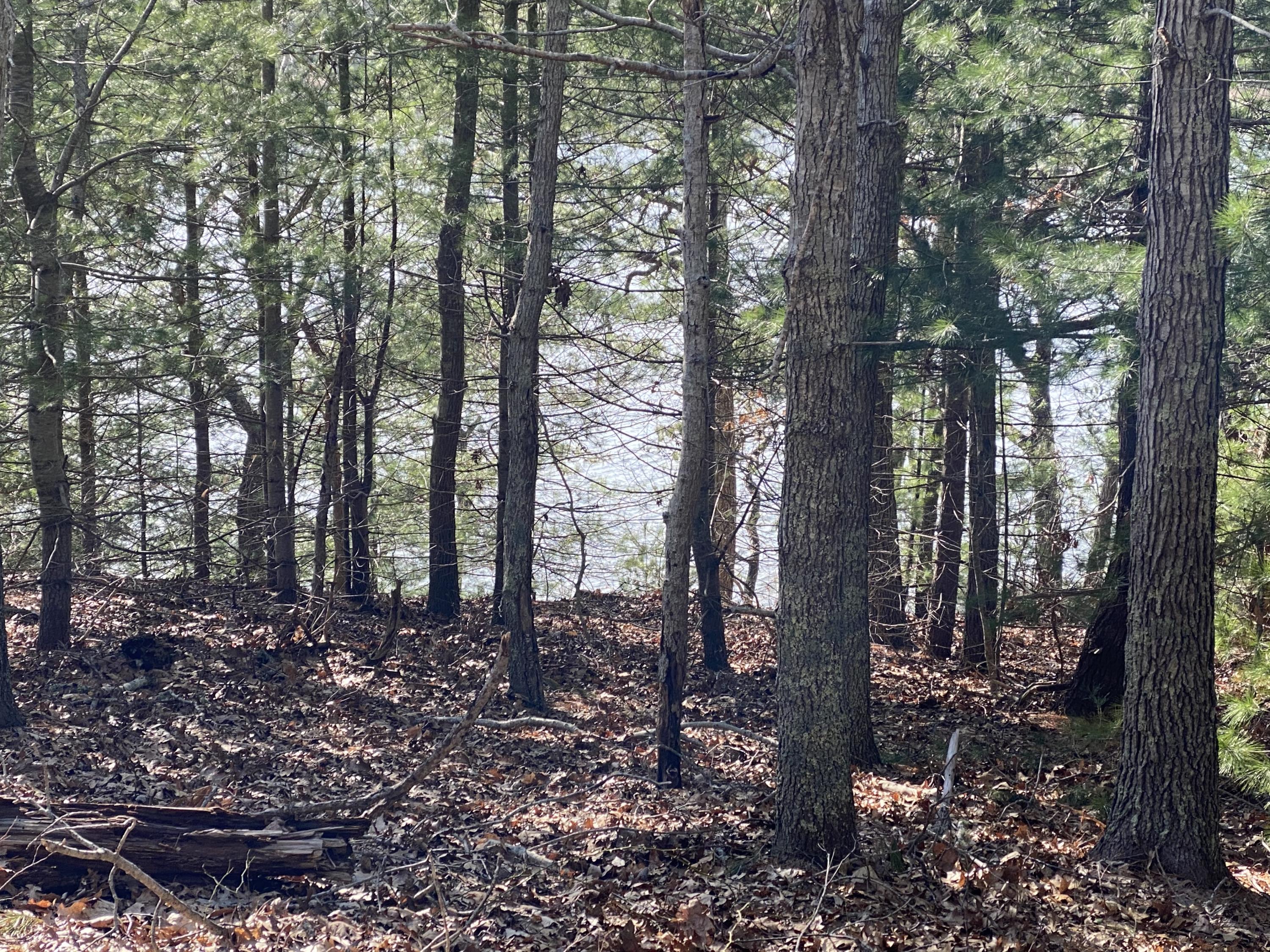 116 Bay Road Cotuit, MA 02635 - Photo 2 of 25 a view of forest
