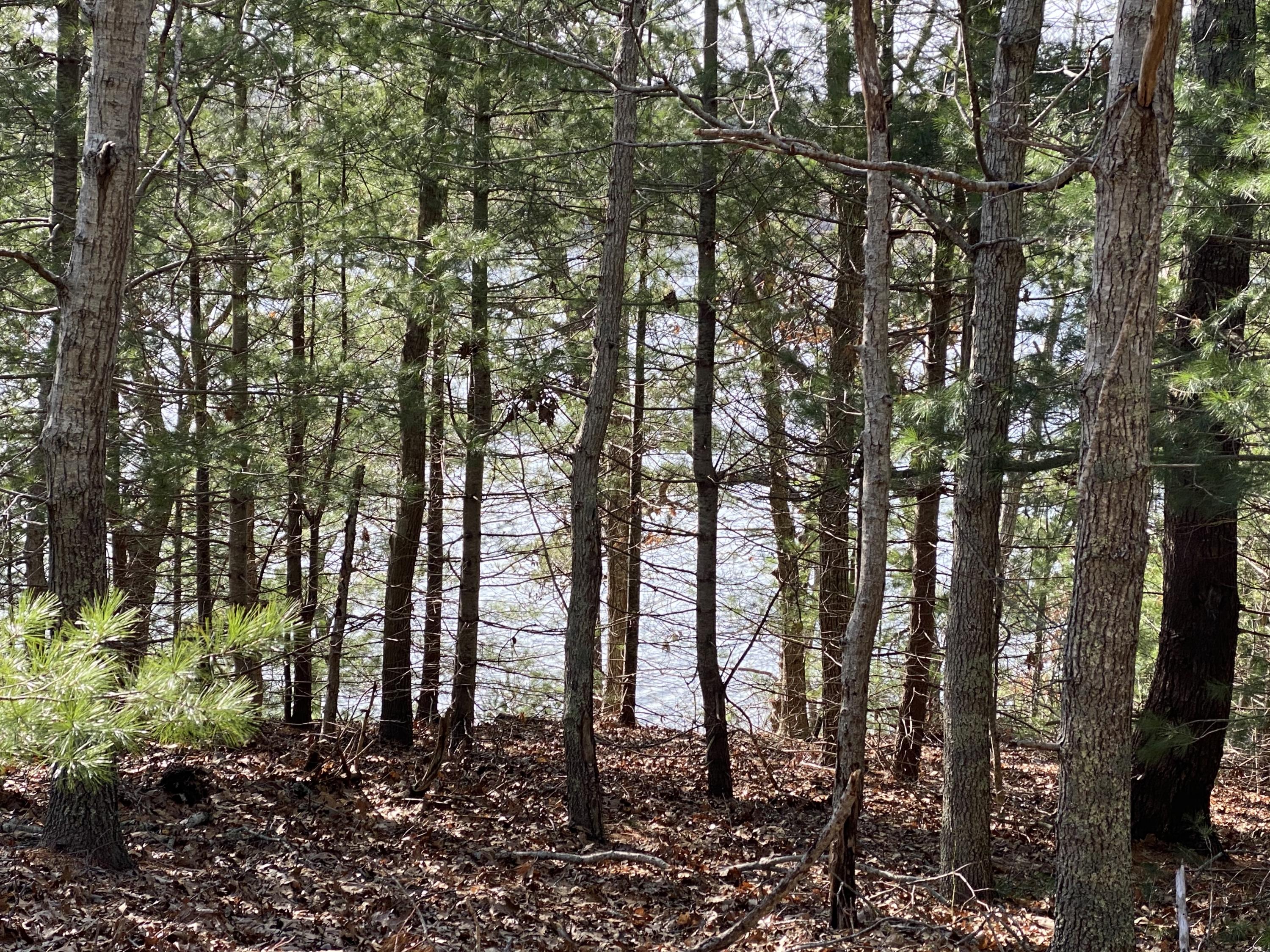 116 Bay Road Cotuit, MA 02635 - Photo 4 of 25 a view of outdoor space with lots of trees