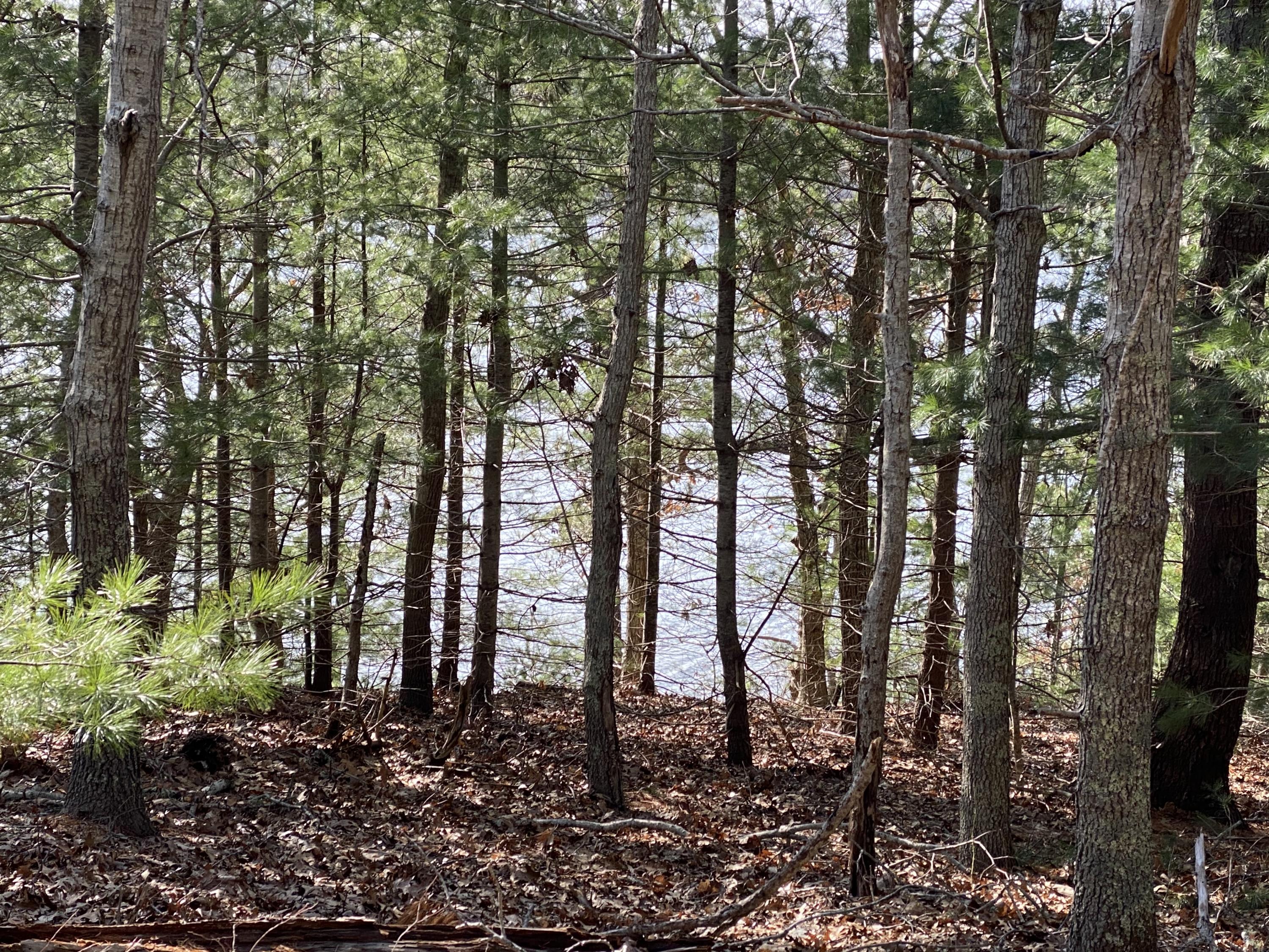 116 Bay Road Cotuit, MA 02635 - Photo 6 of 25 a backyard of a house with lots of green space