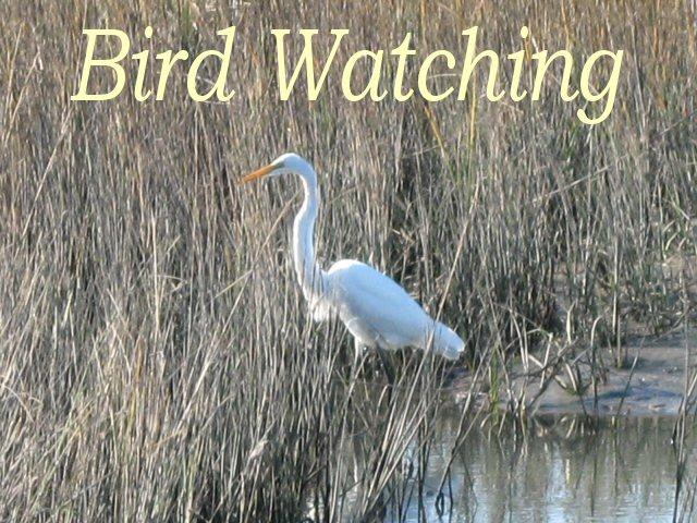 1-cb Cotton Bay Road Edisto Island, SC 29438 - Photo 11 of 19 bird watching