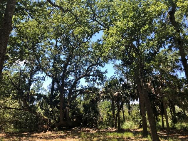 1-cb Cotton Bay Road Edisto Island, SC 29438 - Photo 7 of 19 7