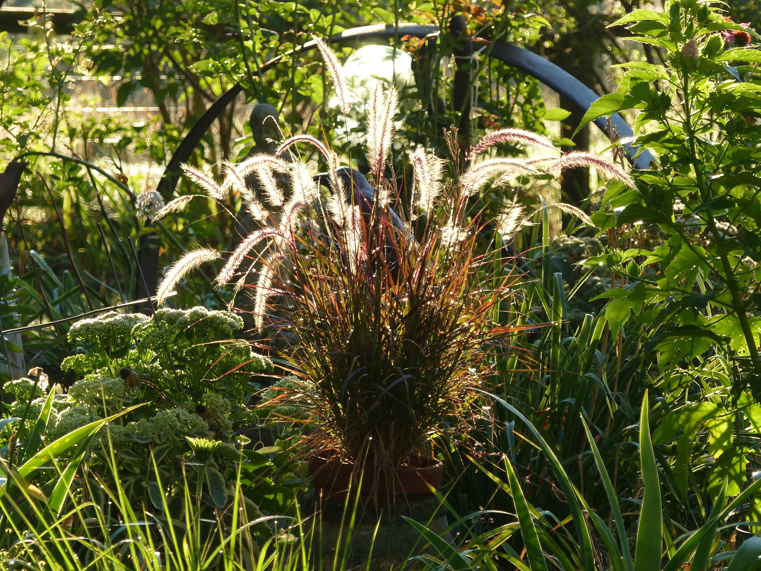 10 Chase Mill Road Limington, ME 04049 - Photo 122 of 155 Japanese red grass