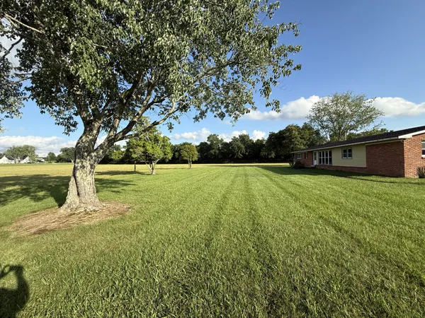 a view of green field with tree in the background