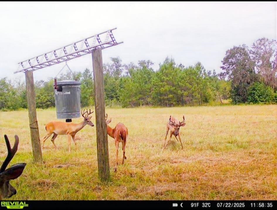 5000 Northwest Little Cat Road Madison, FL 32340 - Photo 2 of 24