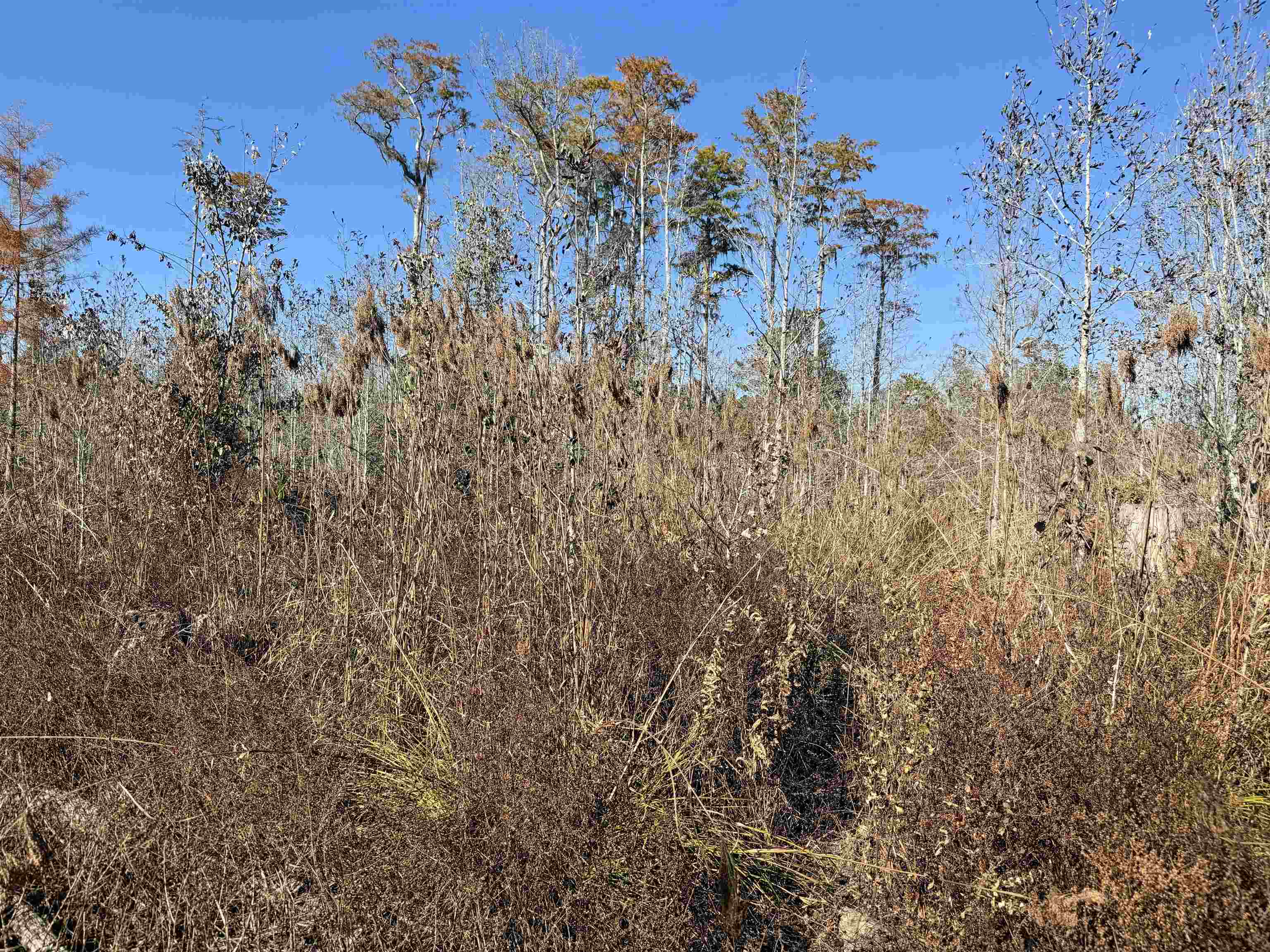 5000 Northwest Little Cat Road Madison, FL 32340 - Photo 22 of 24