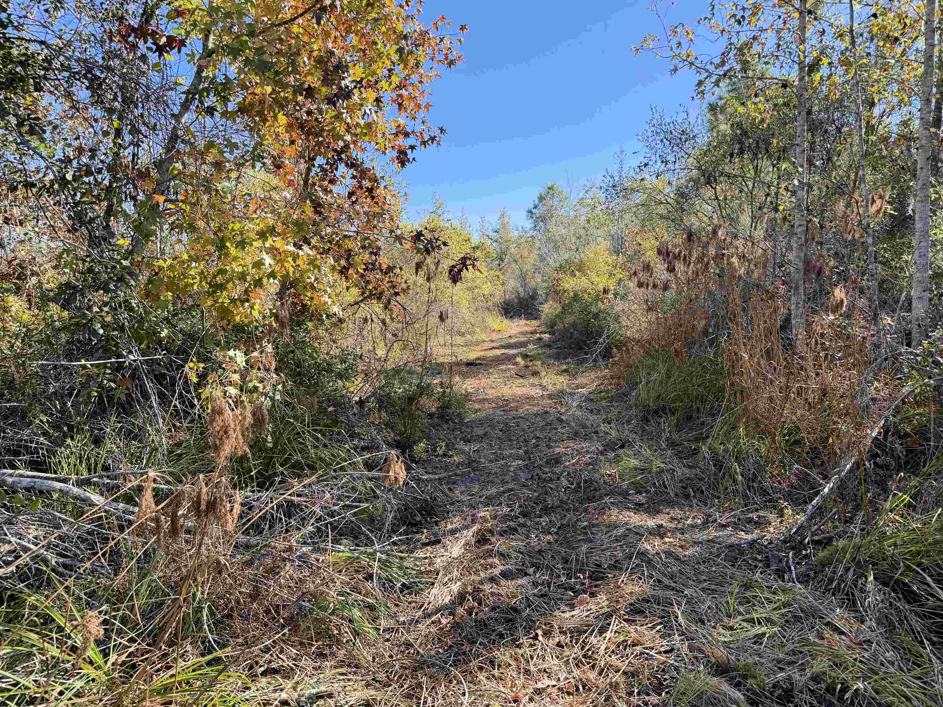 5000 Northwest Little Cat Road Madison, FL 32340 - Photo 3 of 24