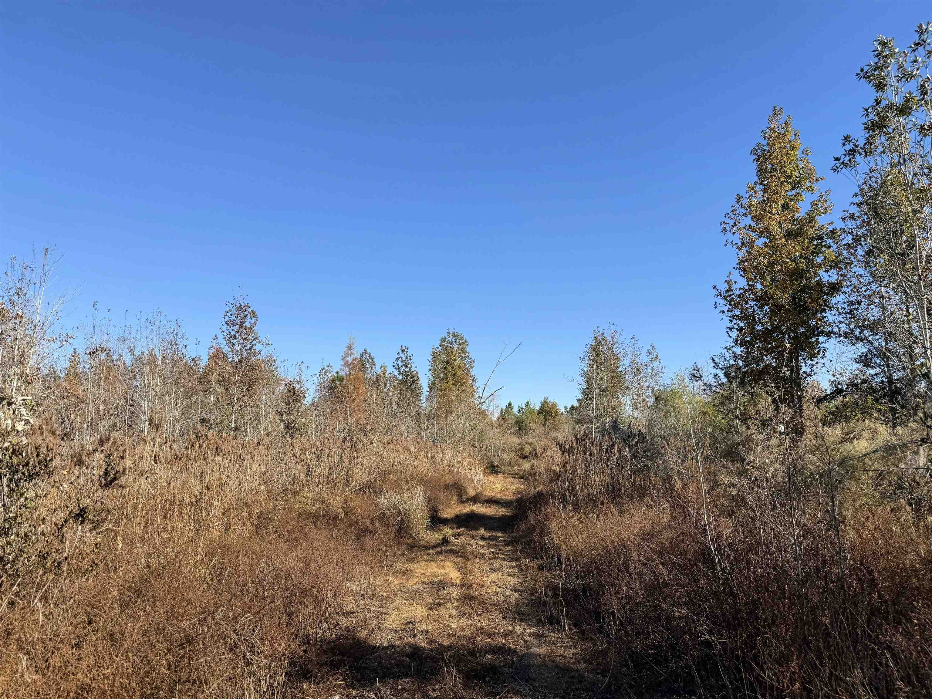 5000 Northwest Little Cat Road Madison, FL 32340 - Photo 4 of 24