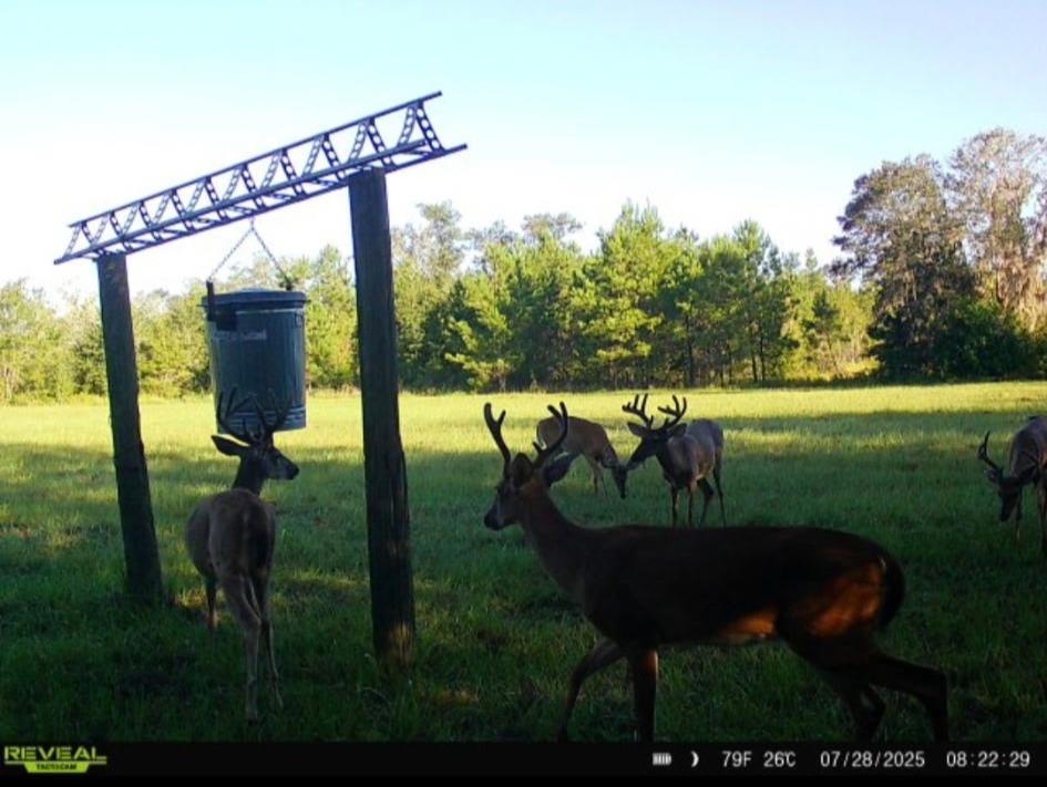 5000 Northwest Little Cat Road Madison, FL 32340 - Photo 8 of 24