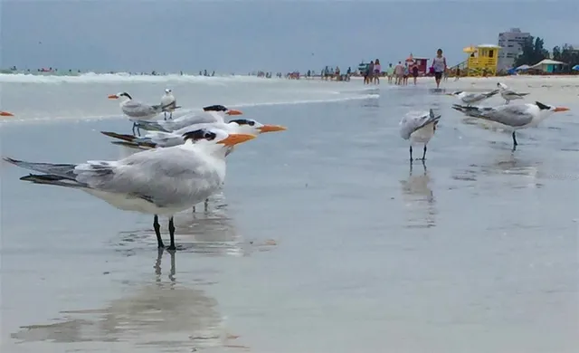 $2,200 | 12232 Marsh Pointe Road, Sarasota, FL 34238