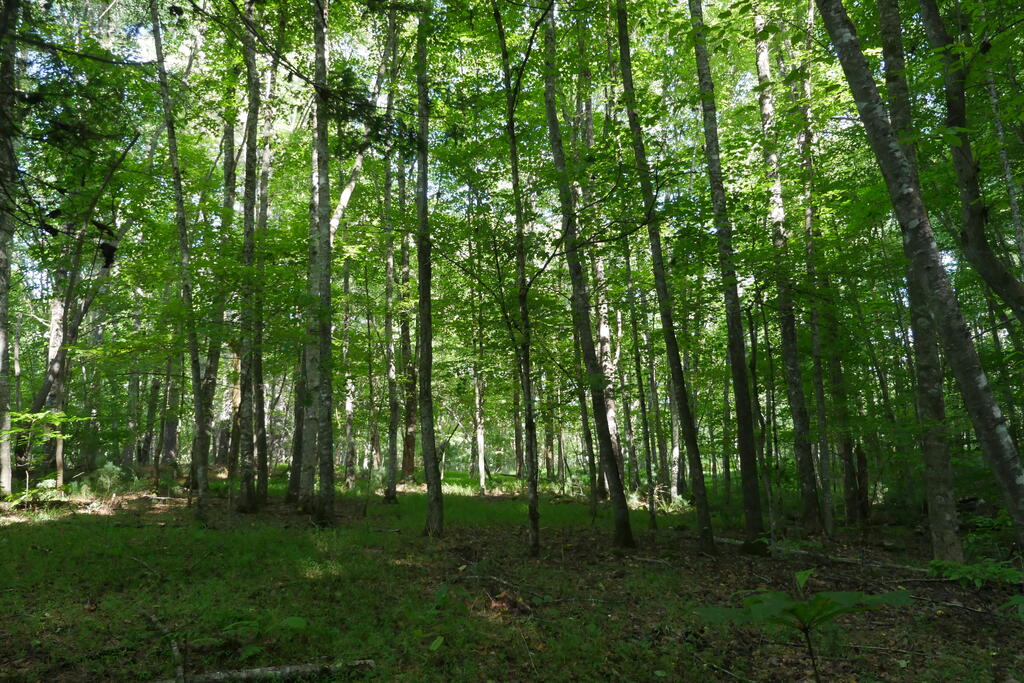 4163 Lick Creek Road Birchleaf, VA 24220 - Photo 56 of 86 Gallery Image 56