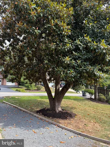 a view of a yard with a tree