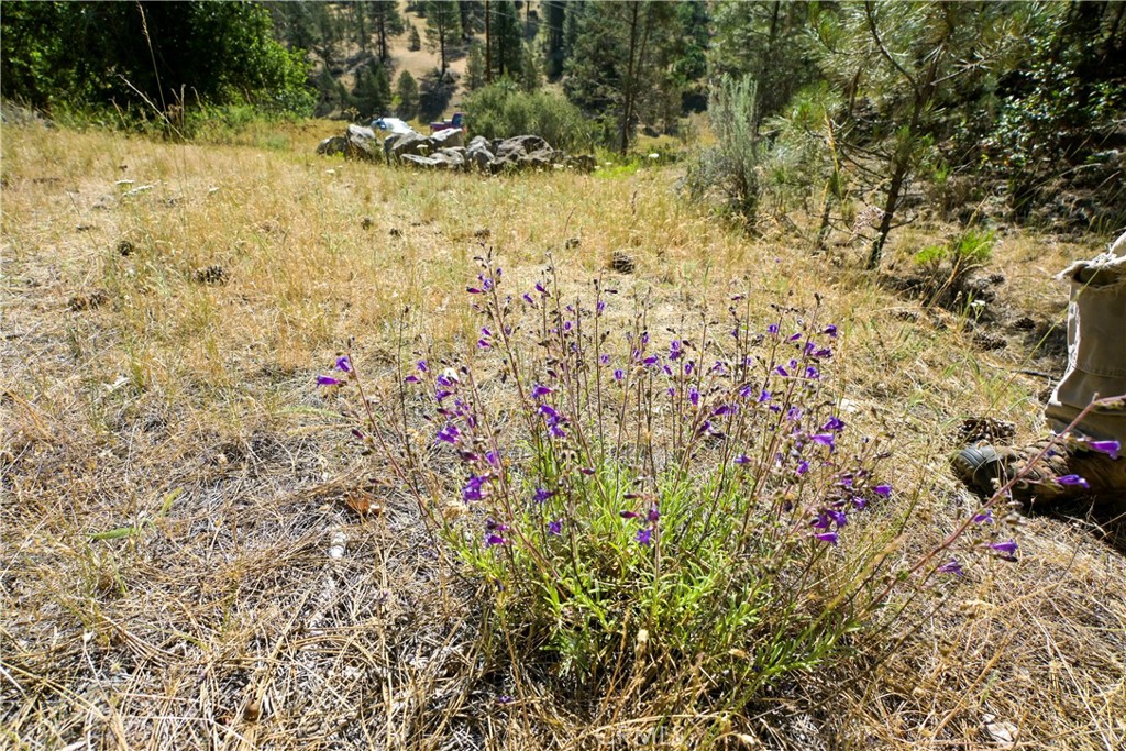 1 Duzel Creek Road Fort Jones, CA 96032 - Photo 15 of 38