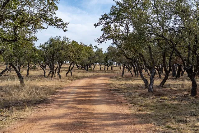a view of dirt yard with a large tree