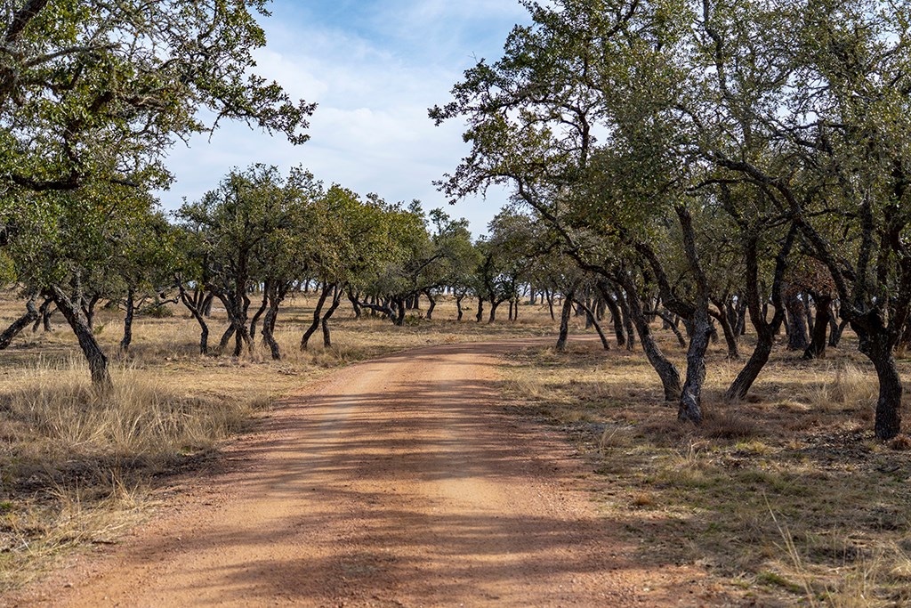 20400 Fm 2093 Harper, TX 78631 - Photo 20 of 39 a view of dirt yard with a large tree