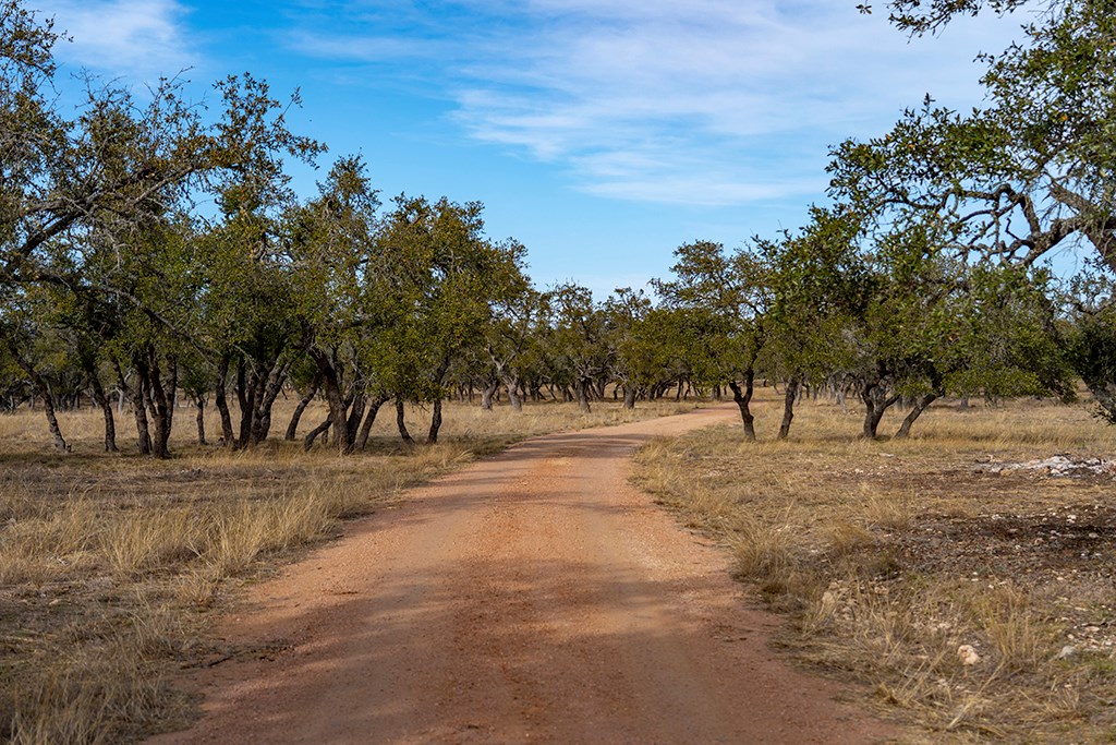 20400 Fm 2093 Harper, TX 78631 - Photo 22 of 39 a view of dirt yard with a tree