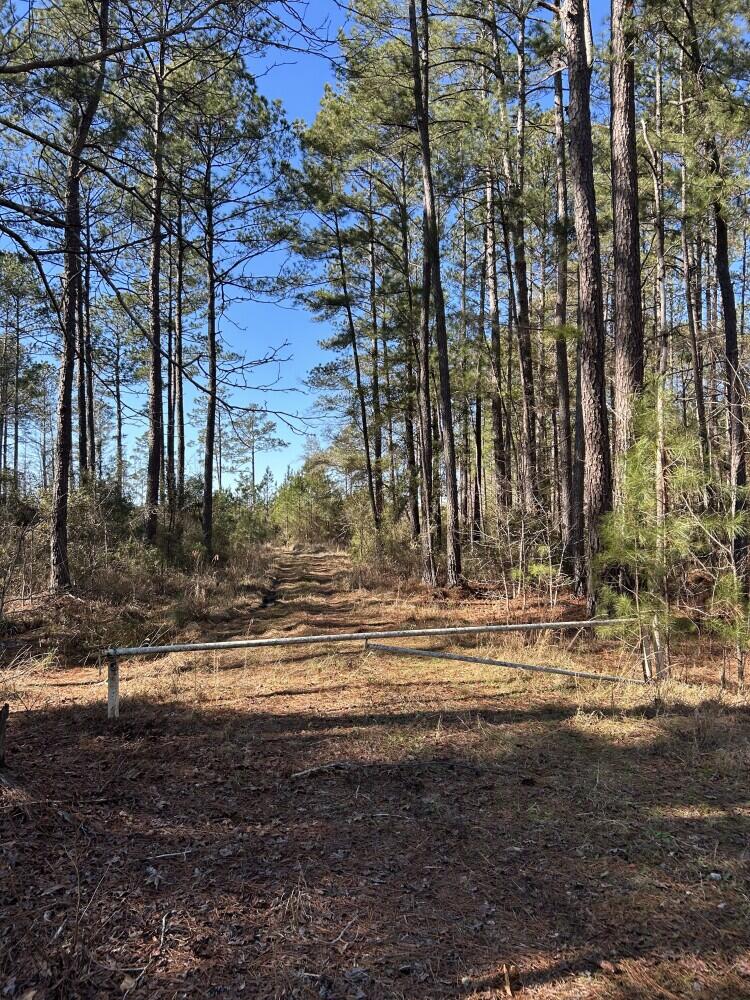 12 Rehoboth Road Cottageville, SC 29435 - Photo 3 of 10 679955ff2bb6b