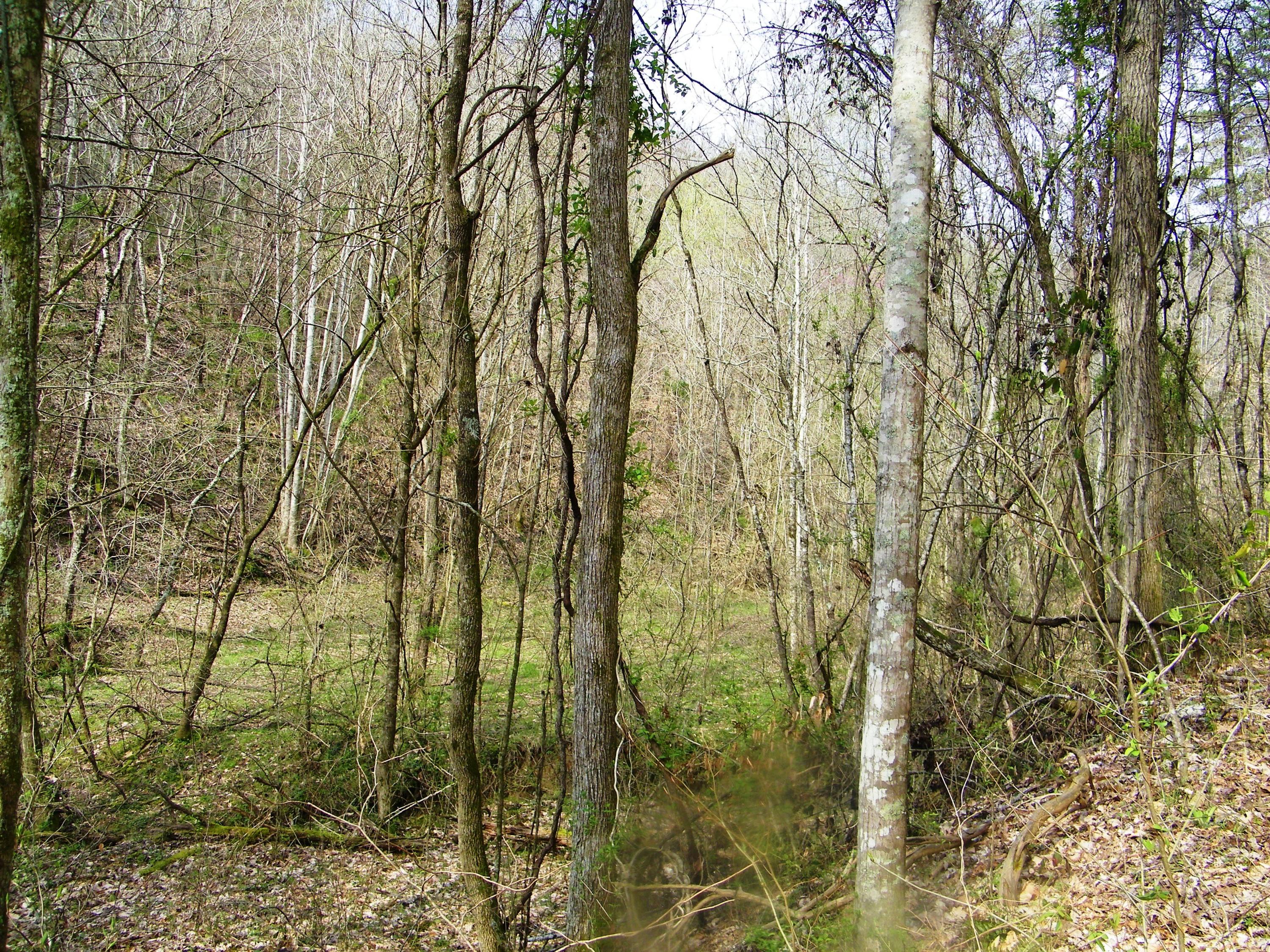 0 Bays Mtn Road Afton, TN 37616 - Photo 36 of 51 106_1532